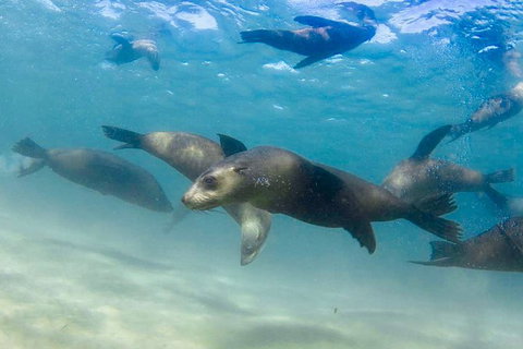Private 2 Hour Dolphin And Seal Swim Mornington Peninsula - Darwin Holiday 4