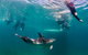 Private 2 Hour Dolphin And Seal Swim Mornington Peninsula - thumb 3
