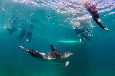 Private 2 Hour Dolphin And Seal Swim Mornington Peninsula - Darwin Holiday 3