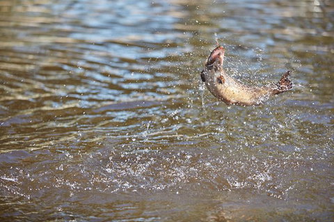 Skip The Line: Fishing Experience Ticket - Buxton Trout & Salmon - Darwin Holiday 1
