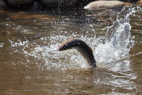 Skip The Line: Fishing Experience Ticket - Buxton Trout & Salmon - Darwin Holiday 18