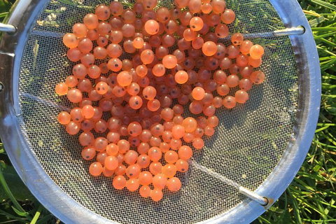 Skip The Line: Fishing Experience Ticket - Buxton Trout & Salmon - Darwin Holiday 11