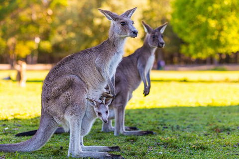 LGBT+ Friendly Full Day Phillip Island Private Tour - Darwin Holiday 2