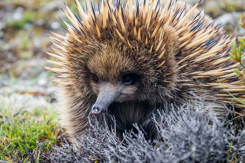 LGBT+ Friendly 3 Day Tour The Grampians, Daylesford & Ballarat - Darwin Holiday 3