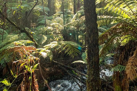 Hiking Tour To Aqueduct And Warburton Valley Lookout - Darwin Holiday 3