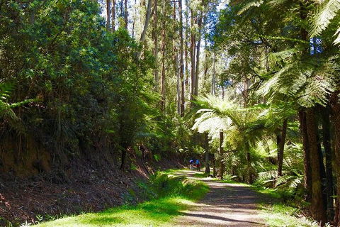 Half-Day Biking Activity From Aqueduct To California Redwoods - Darwin Holiday 2