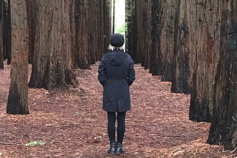 Half-Day Biking Activity From Aqueduct To California Redwoods - Darwin Holiday 0