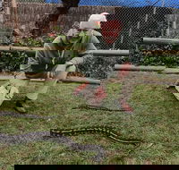 Wildlife Sanctuary and Aboriginal Cultural Centre Tour - Darwin Holiday