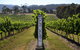 Yarra Valley 2-6 Guests Premium Food And Wine Inc Lunch At Dominique Portet - thumb 3