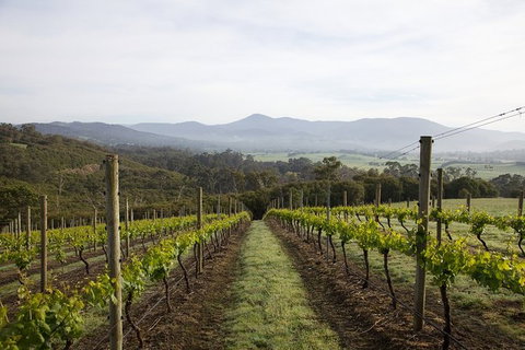 Yarra Valley 2-6 Guests Premium Food And Wine Inc Lunch At Dominique Portet - Darwin Holiday 7