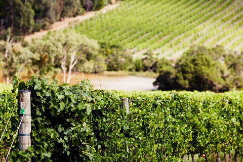 Yarra Valley Premium Tour Inc Lunch And Cheese, Chocolate Fondue At Rochford - Darwin Holiday 5