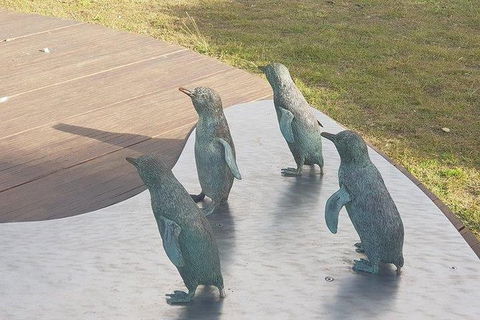 Phillip Island Penguin And Wildlife Tour - Darwin Holiday 14