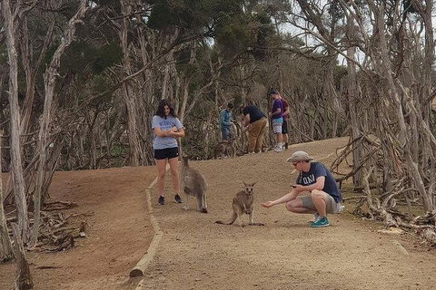 Phillip Island Penguin And Wildlife Tour - Darwin Holiday 34