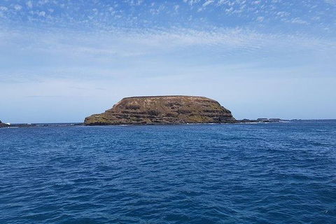 Phillip Island Penguin And Wildlife Tour - Darwin Holiday 17