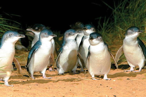 Phillip Island Penguin And Wildlife Tour - Darwin Holiday 0