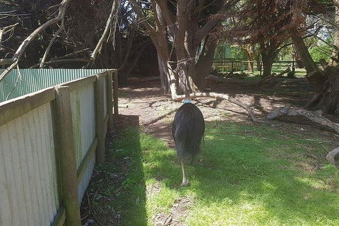 Phillip Island Penguin And Wildlife Tour - Darwin Holiday 5