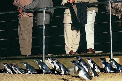 Phillip Island Penguin And Wildlife Tour - Darwin Holiday 20