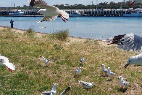 Phillip Island Penguin And Wildlife Tour - Darwin Holiday 1