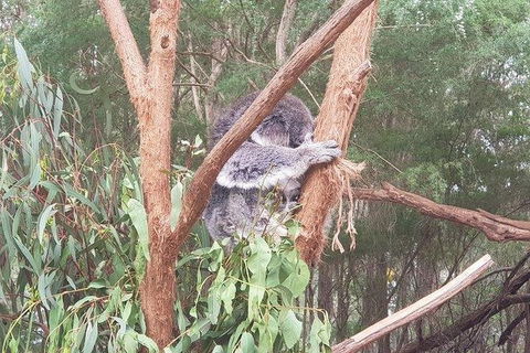 Phillip Island Penguin And Wildlife Tour - Darwin Holiday 16