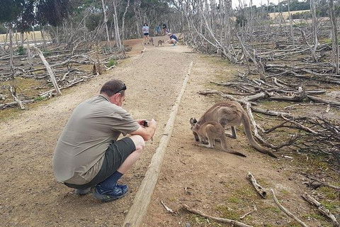 Phillip Island Penguin And Wildlife Tour - Darwin Holiday 30