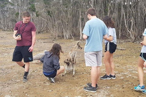 Phillip Island Penguin And Wildlife Tour - Darwin Holiday 3