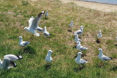 Phillip Island Penguin And Wildlife Tour - Darwin Holiday 9