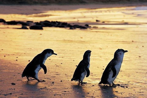 Phillip Island Penguin And Wildlife Tour - Darwin Holiday 13