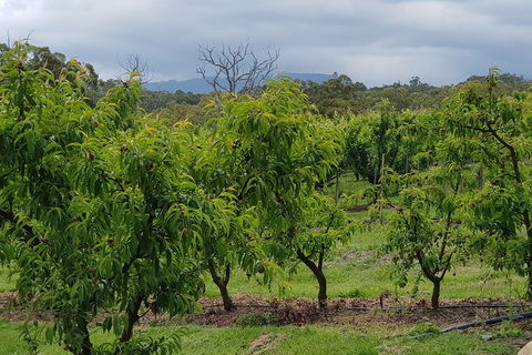 Yarra Valley Wineries And Rayners Orchard Tour From Melbourne - Darwin Holiday 16