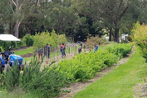 Yarra Valley Wineries And Rayners Orchard Tour From Melbourne - Darwin Holiday 3