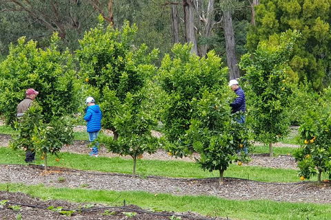 Day Tour Of Yarra Valley Puffing Billy And Rayners Orchard - Darwin Holiday 1
