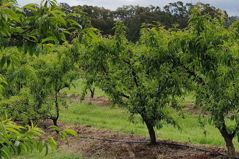Day Tour Of Yarra Valley Puffing Billy And Rayners Orchard - Darwin Holiday 49