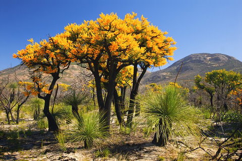 Best Of Perth Wildflower Season Day Trip - Darwin Holiday 1