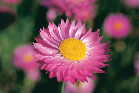 Best Of Perth Wildflower Season Day Trip - Darwin Holiday 2