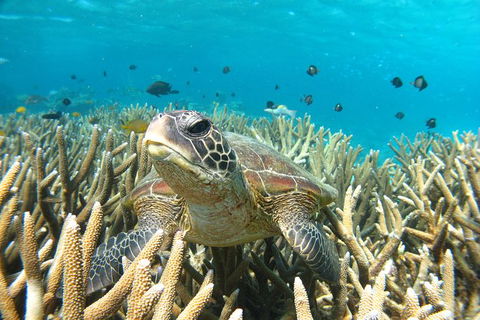 Coral Bay 3-Hour Turtle Ecotour - Darwin Holiday 0
