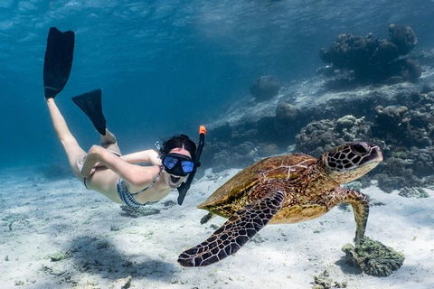 Coral Bay 3-Hour Turtle Ecotour - Darwin Holiday 3