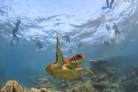 Coral Bay 3-Hour Turtle Ecotour - Darwin Holiday 4