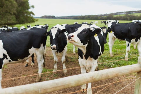 Sweeties Tour With A Difference - Darwin Holiday 13