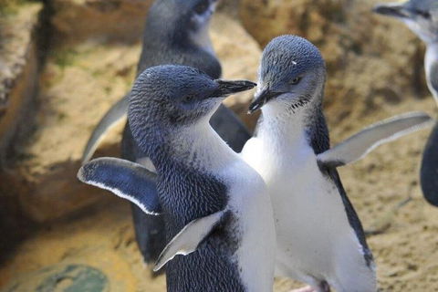 Penguin Island Tour - Darwin Holiday 0