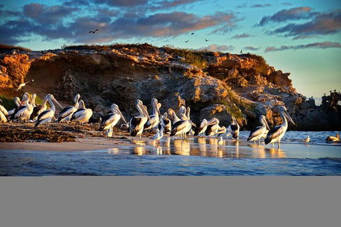 Penguin Island Tour - Darwin Holiday 1