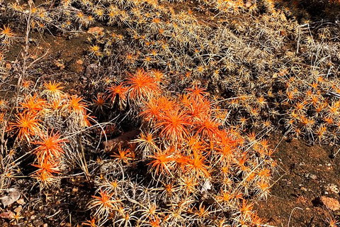 Perth Hills Explorer (Private) Day Tour - Darwin Holiday 10