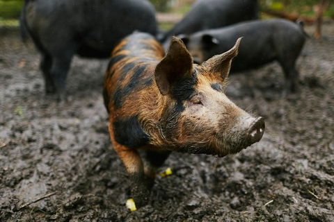 Three Day Charter Margaret River Region (inbound Melbourne Travelers) - Darwin Holiday 8