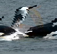 Bremer Canyon Orca Experience - Darwin Holiday