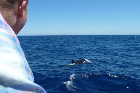 Full-Day Killer Whale Expedition From Albany - Darwin Holiday 1
