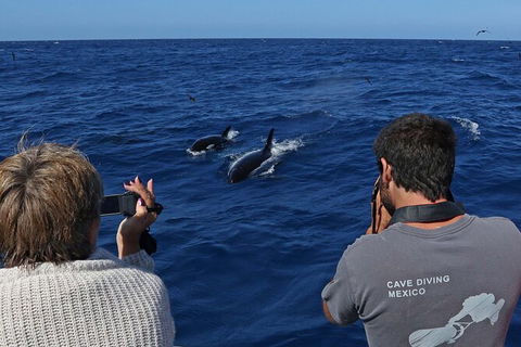 Full-Day Killer Whale Expedition From Albany - Darwin Holiday 2