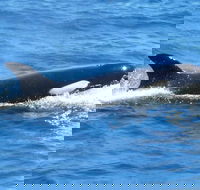 Full-Day Killer Whale Expedition from Albany - Darwin Holiday