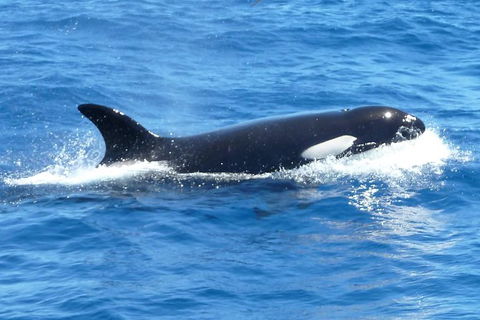 Full-Day Killer Whale Expedition From Albany - Darwin Holiday 0