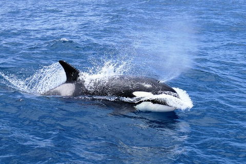 Full-Day Killer Whale Expedition From Albany - Darwin Holiday 3