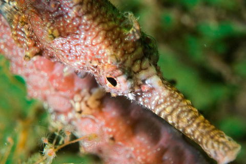 Scuba Dive The Beautiful Rottnest Island - Darwin Holiday 1