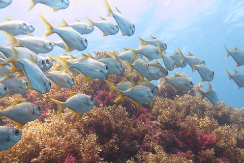 Scuba Dive The Beautiful Rottnest Island - Darwin Holiday 6