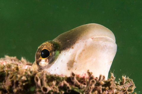 Scuba Dive The Beautiful Rottnest Island - Darwin Holiday 2
